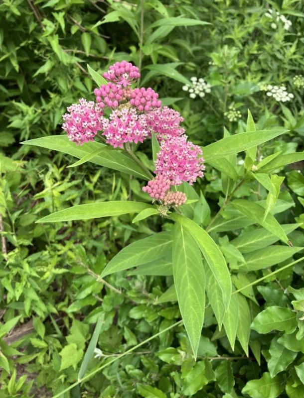 Pink Milkweed Live Plants - Set of 2, 4-6" Tall - Asclepias spp. - Butterfly Garden - Image 2