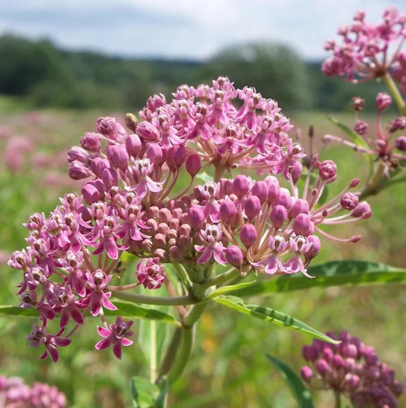 Pink Milkweed Live Plants - Set of 2, 4-6" Tall - Asclepias spp. - Butterfly Garden - Image 3