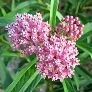Pink Milkweed Live Plants - Set of 2, 4-6