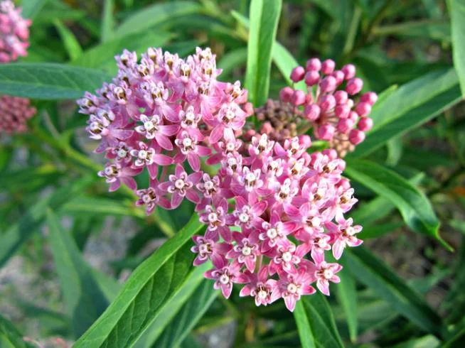 Pink Milkweed Live Plants - Set of 2, 4-6" Tall - Asclepias spp. - Butterfly Garden - Image 4