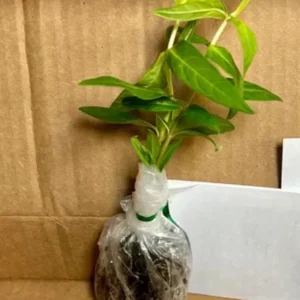 Pink Milkweed Live Plants - Set of 2, 4-6