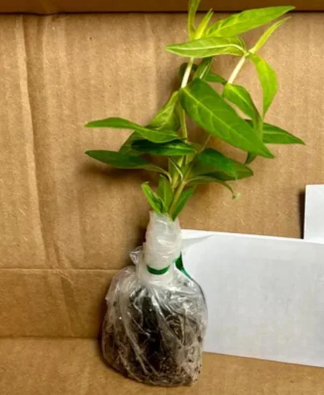 Pink Milkweed Live Plants - Set of 2, 4-6" Tall - Asclepias spp. - Butterfly Garden - Image 5