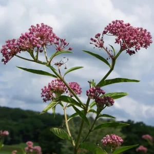 Pink Milkweed Live Plants - Set of 2, 4-6