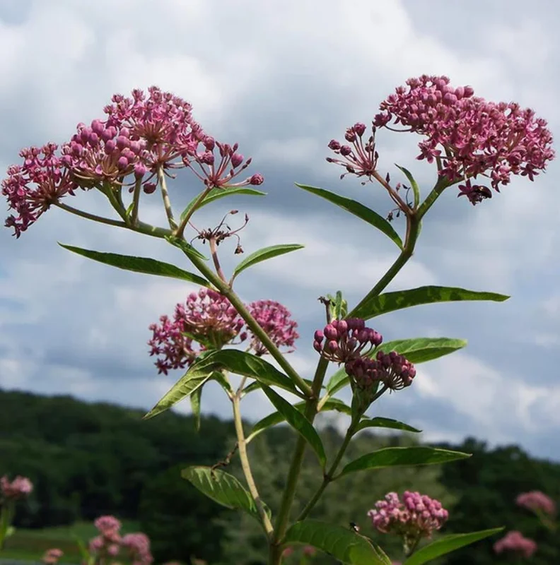 Pink Milkweed Live Plants - Set of 2, 4-6" Tall - Asclepias spp. - Butterfly Garden - Image 6