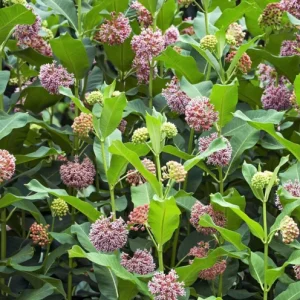 Pink Milkweed Live Plants - Set of 2, 4-6