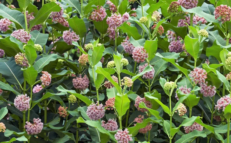 Pink Milkweed Live Plants - Set of 2, 4-6" Tall - Asclepias spp. - Butterfly Garden - Image 7