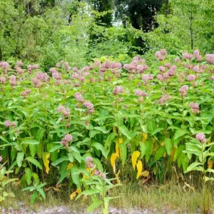 Pink Milkweed Live Plants - Set of 2, 4-6