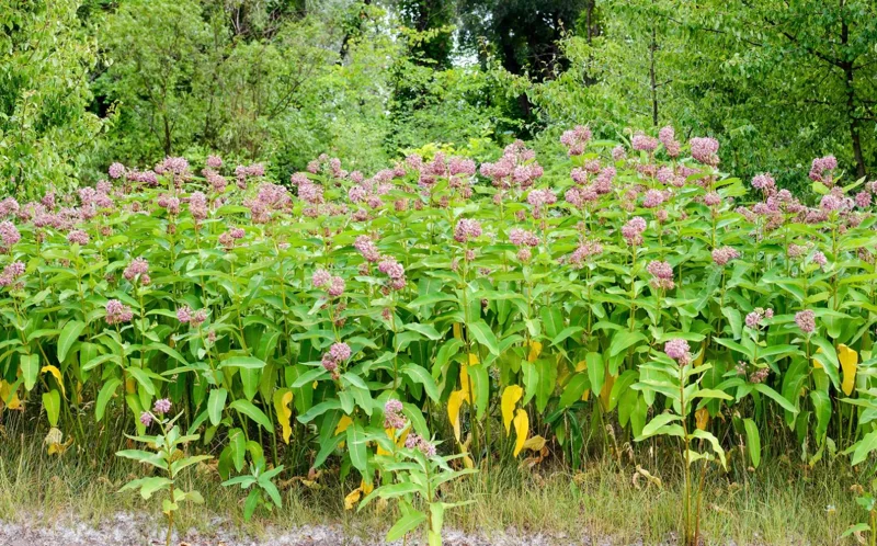 Pink Milkweed Live Plants - Set of 2, 4-6" Tall - Asclepias spp. - Butterfly Garden - Image 8