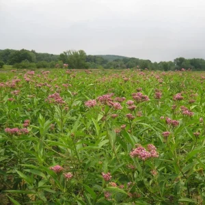 Pink Milkweed Live Plants - Set of 2, 4-6