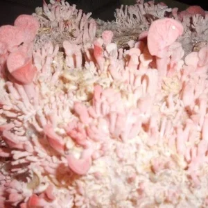 Pink Oyster Mushroom Spores & Mycelium – Dry Seed Spawn – Grow Your Own - Image 3