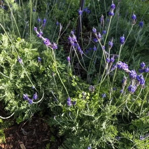 Pinnata Lavender Live Plant - Set of 2 - 4-6" Tall - Fragrant Perennial Flowers - Image 2