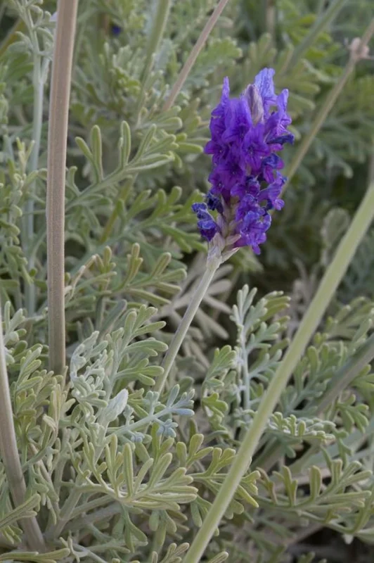 Pinnata Lavender Live Plant - Set of 2 - 4-6" Tall - Fragrant Perennial Flowers - Image 4