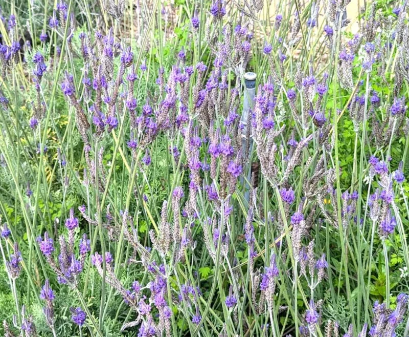 Pinnata Lavender Live Plant - Set of 2 - 4-6" Tall - Fragrant Perennial Flowers - Image 6