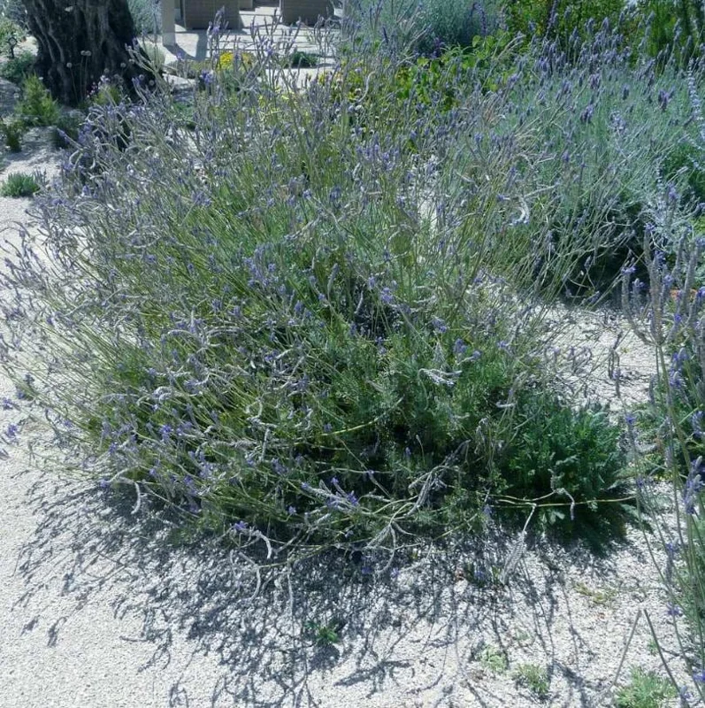 Pinnata Lavender Live Plant - Set of 2 - 4-6" Tall - Fragrant Perennial Flowers - Image 7