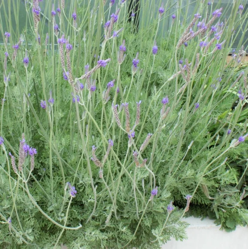 Pinnata Lavender Live Plant - Set of 2 - 4-6" Tall - Fragrant Perennial Flowers - Image 9