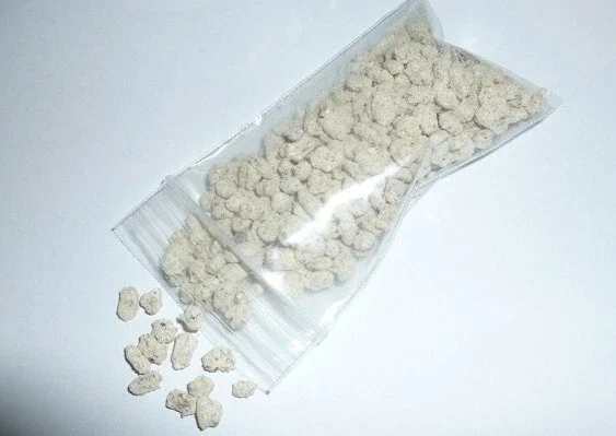 Porcini King Bolete (Boletus Edulis) Mushroom Mycelium on Dry Seeds - Image 2