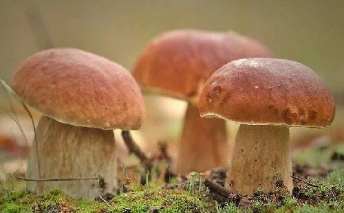 Porcini King Bolete (Boletus Edulis) Mushroom Mycelium on Dry Seeds - Image 3