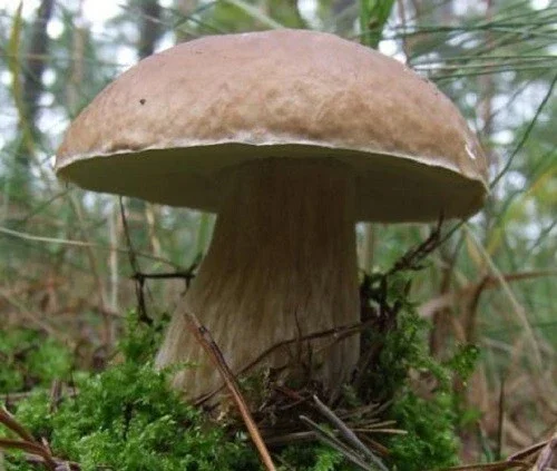 Porcini King Bolete (Boletus Edulis) Mushroom Mycelium on Dry Seeds - Image 1