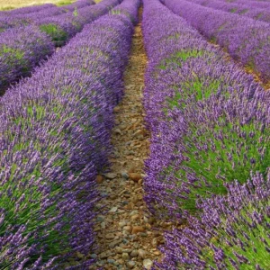 Provence Lavender Live Plant Set – 2x 4-6