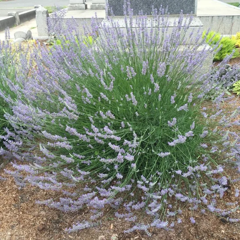 Provence Lavender Live Plant Set – 2x 4-6" Tall Bare Root – Fragrant Outdoor Perennial - Image 2