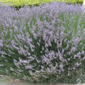 Provence Lavender Live Plant Set – 2x 4-6