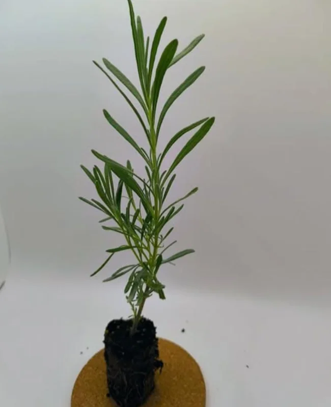 Provence Lavender Live Plant Set – 2x 4-6" Tall Bare Root – Fragrant Outdoor Perennial - Image 5