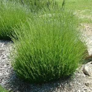 Provence Lavender Live Plant Set – 2x 4-6