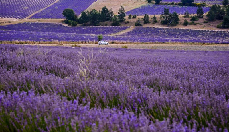 Provence Lavender Live Plant Set – 2x 4-6" Tall Bare Root – Fragrant Outdoor Perennial - Image 1