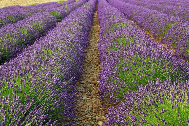 Provence Lavender Live Plants - Set of 2, 4-6" Tall, Bare Root, Fragrant - Image 10