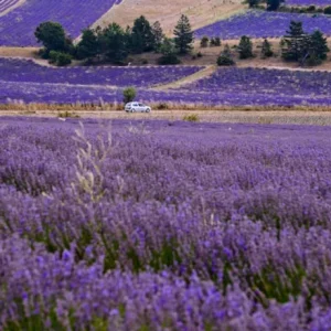 Provence Lavender Live Plants - Set of 2, 4-6" Tall, Bare Root, Fragrant - Image 1