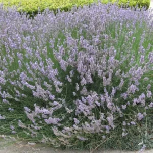 Provence Lavender Live Plants - Set of 2, 4-6