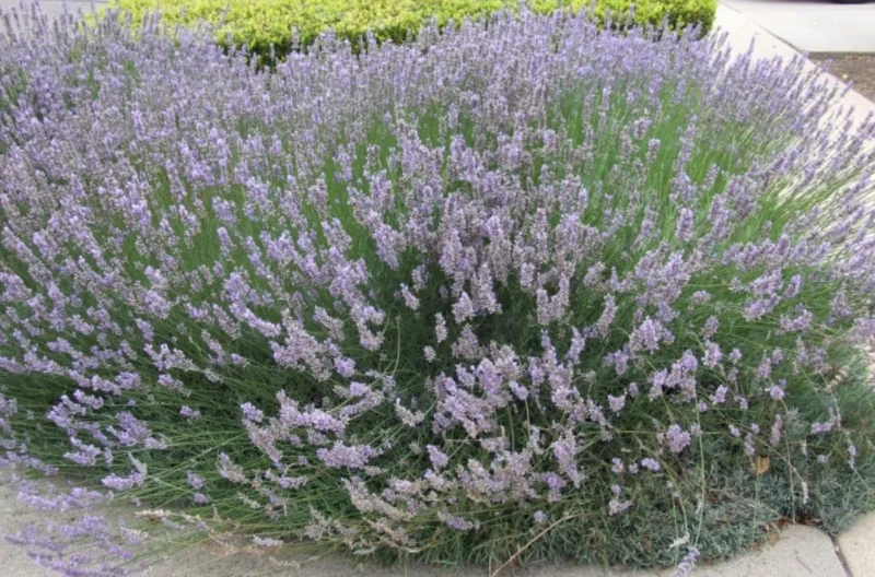 Provence Lavender Live Plants - Set of 2, 4-6" Tall, Bare Root, Fragrant - Image 3