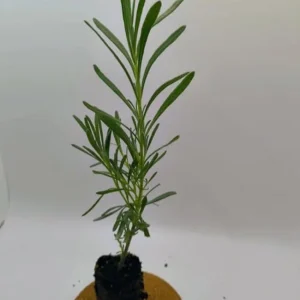 Provence Lavender Live Plants - Set of 2, 4-6