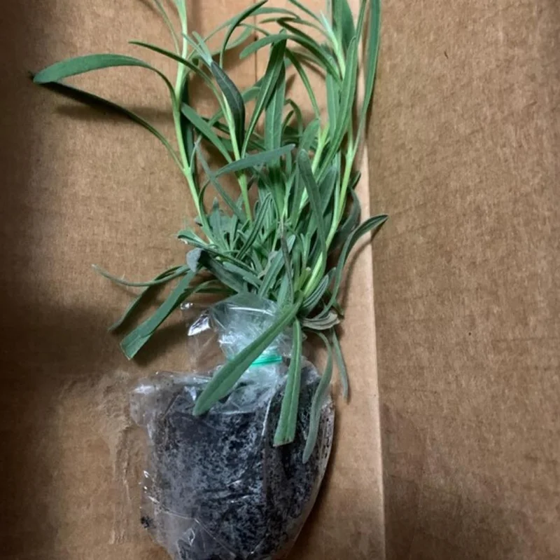 Provence Lavender Live Plants - Set of 2, 4-6" Tall, Bare Root, Fragrant - Image 6