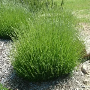 Provence Lavender Live Plants - Set of 2, 4-6