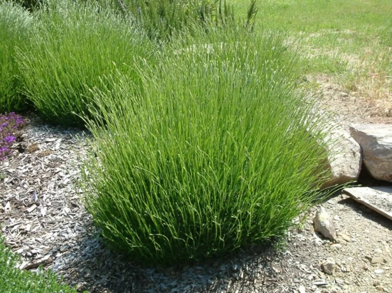 Provence Lavender Live Plants - Set of 2, 4-6" Tall, Bare Root, Fragrant - Image 7