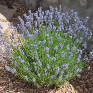 Provence Lavender Live Plants - Set of 2, 4-6