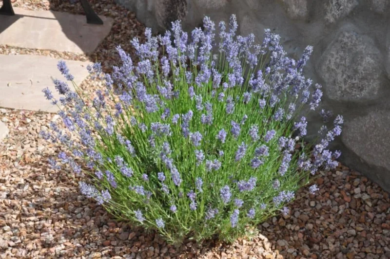Provence Lavender Live Plants - Set of 2, 4-6" Tall, Bare Root, Fragrant - Image 8