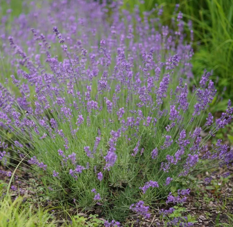 Provence Lavender Live Plants - Set of 2, 4-6" Tall, Bare Root, Fragrant - Image 9