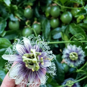 Purple Passion Fruit Live Plant – Edible Vine Starter – 4-6 inches Tall – USDA Zones 9-11 - Image 3