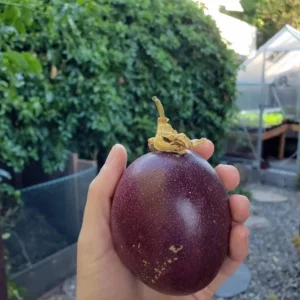 Purple Passion Fruit Live Plant – Edible Vine Starter – 4-6 inches Tall – USDA Zones 9-11 - Image 4