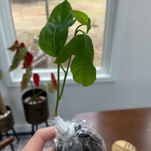 Purple Passion Fruit Live Plant – Edible Vine Starter – 4-6 inches Tall – USDA Zones 9-11 - Image 6