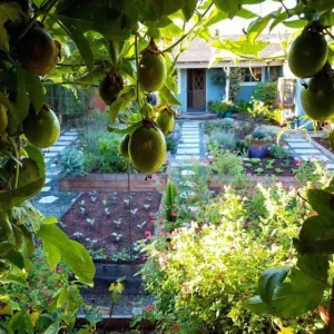 Purple Passion Fruit Live Plant – Edible Vine Starter – 4-6 inches Tall – USDA Zones 9-11 - Image 7