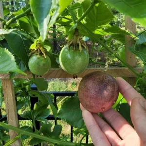 Purple Passion Fruit Live Plant – Edible Vine Starter – 4-6 inches Tall – USDA Zones 9-11 - Image 1