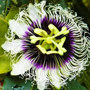 Purple Possum Passionflower Live Plant – Edible Fruit Vine – 4-6" Tall - Image 2