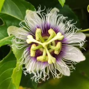 Purple Possum Passionflower Live Plant – Edible Fruit Vine – 4-6