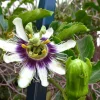Purple Possum Passionflower Live Plant – Edible Fruit Vine – 4-6" Tall - Image 1