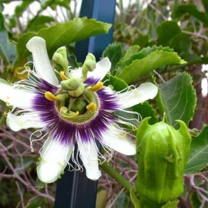Purple Possum Passionflower Live Plant – Edible Fruit Vine – 4-6" Tall - Image 1