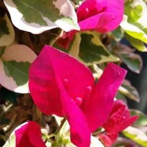 Raspberry Ice Bougainvillea Live Plants – Set of 3, 5-9
