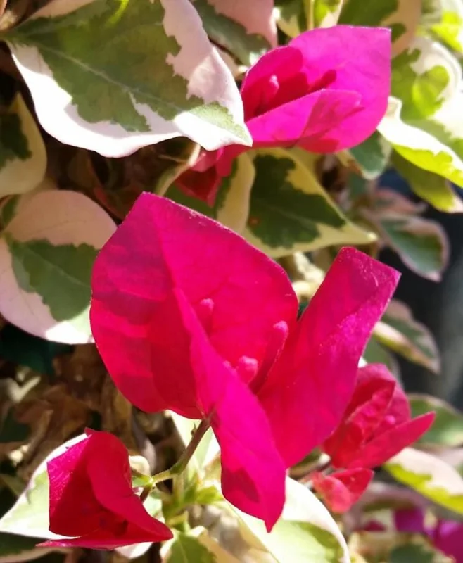 Raspberry Ice Bougainvillea Live Plants – Set of 3, 5-9" Tall Starter - Image 2